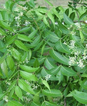 neem